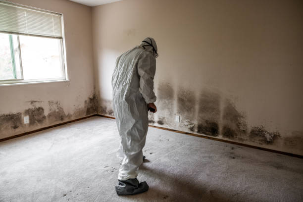 Best Health and Safety Mold Remediation in USA